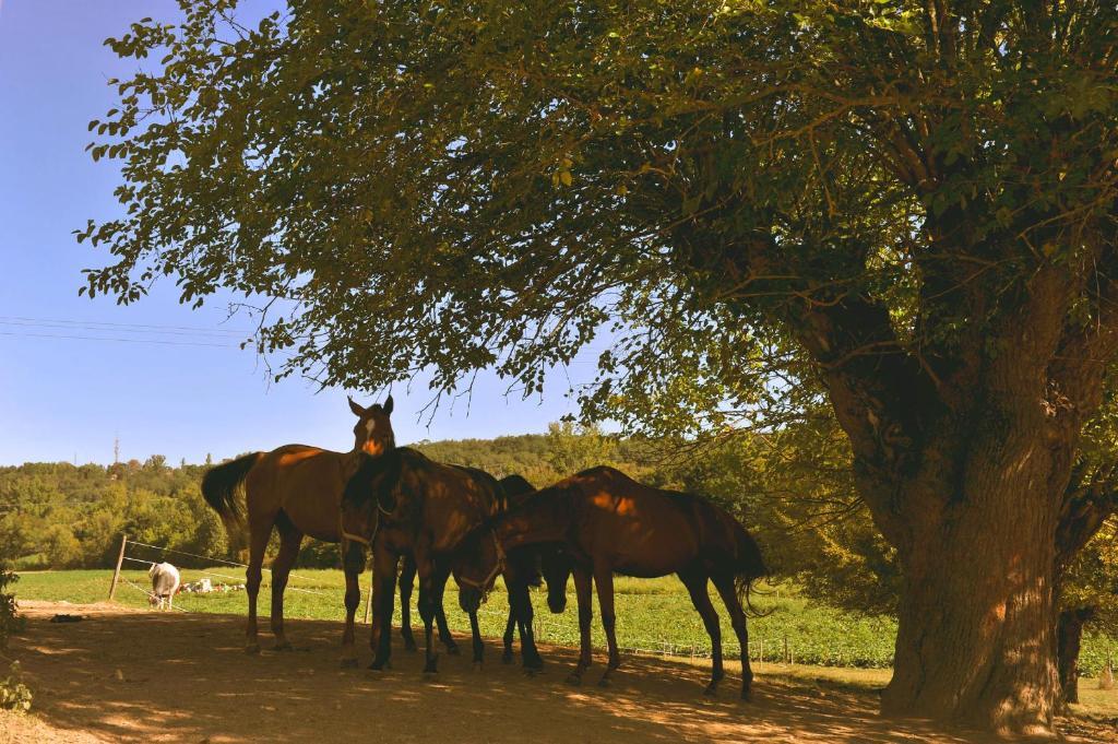 Domaine De Belcayre Bed & Breakfast มงโตบ็อง ภายนอก รูปภาพ